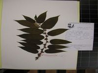 Herbarium sample